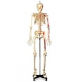 thumbnail image 1 of Painted & Numbered Budget Bucky Model Skeleton, 1 of 1