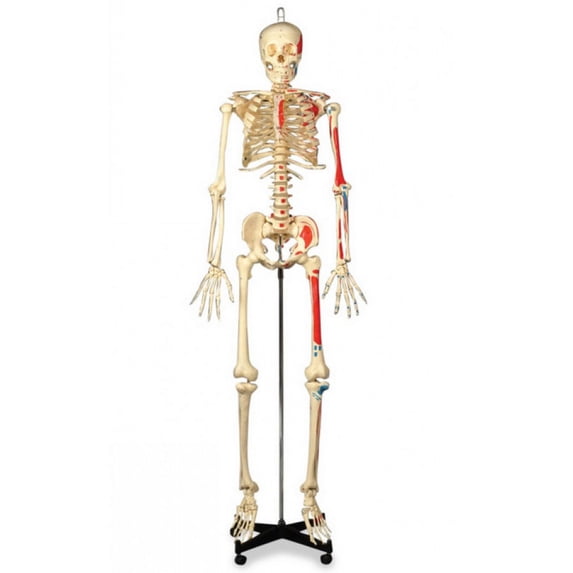 Painted & Numbered Budget Bucky Model Skeleton