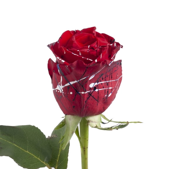 Bloomingmore, Fresh Cut Flowers, Painted Ice Cream Confetti Roses - 50 ...
