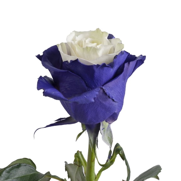 Painted Purple Fairy Roses 50 cm - Fresh Cut - 50 Stems