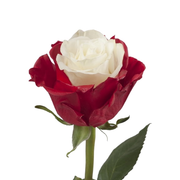 Painted Roses - 50 Stems of Marshmallow White and Red Fresh Cut Flower by Bloomingmore