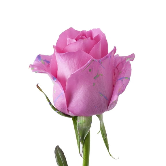 Painted Shirley Confetti Roses 50 cm - Fresh Cut - 50 Stems