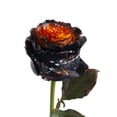 thumbnail image 1 of Painted Sleepy Hollow Confetti Roses 50 cm - Fresh Cut - 50 Stems, 1 of 10