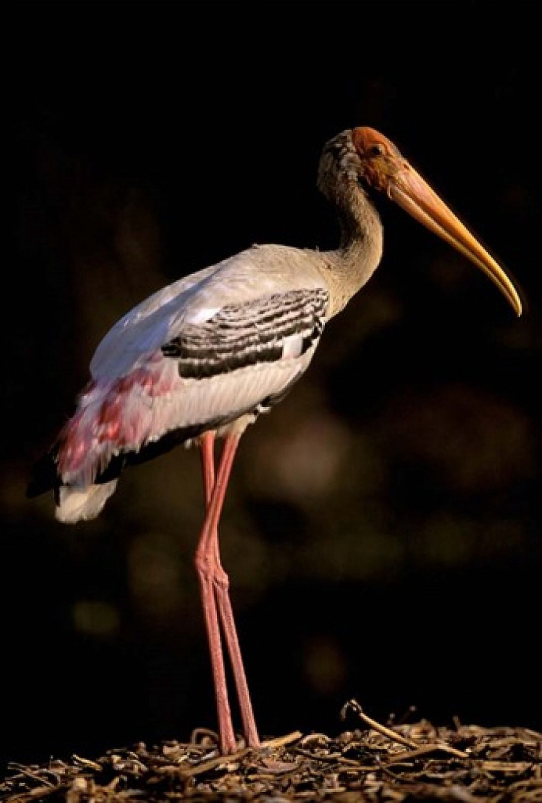 Painted Stork Bharatpur Keoladeo National Park Rajasthan India Canvas Art - Pete Oxford DanitaDelimont (18 x 26)