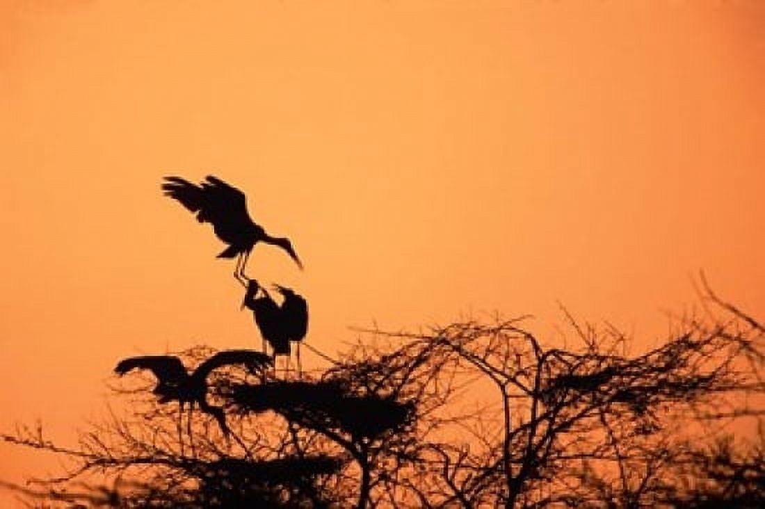 Painted Stork against a sunset sky India Canvas Art - Dee Ann Pederson DanitaDelimont (24 x 36)