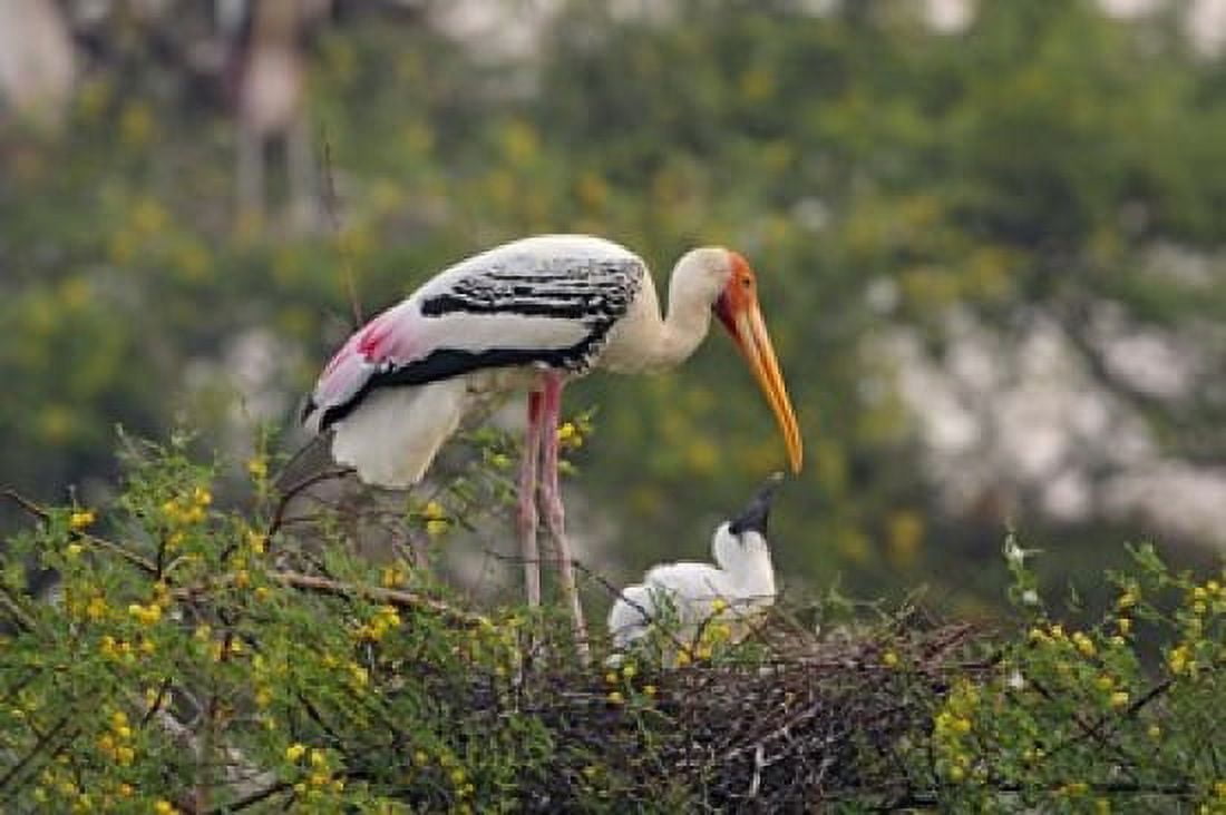 Painted Stork birds Keoladeo National Park India Canvas Art - Jagdeep Rajput DanitaDelimont (26 x 18)