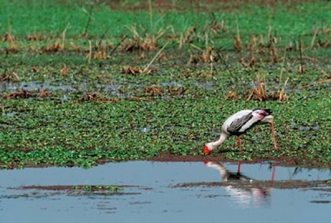 Painted Stork by the water India Canvas Art - Dee Ann Pederson DanitaDelimont (25 x 36)