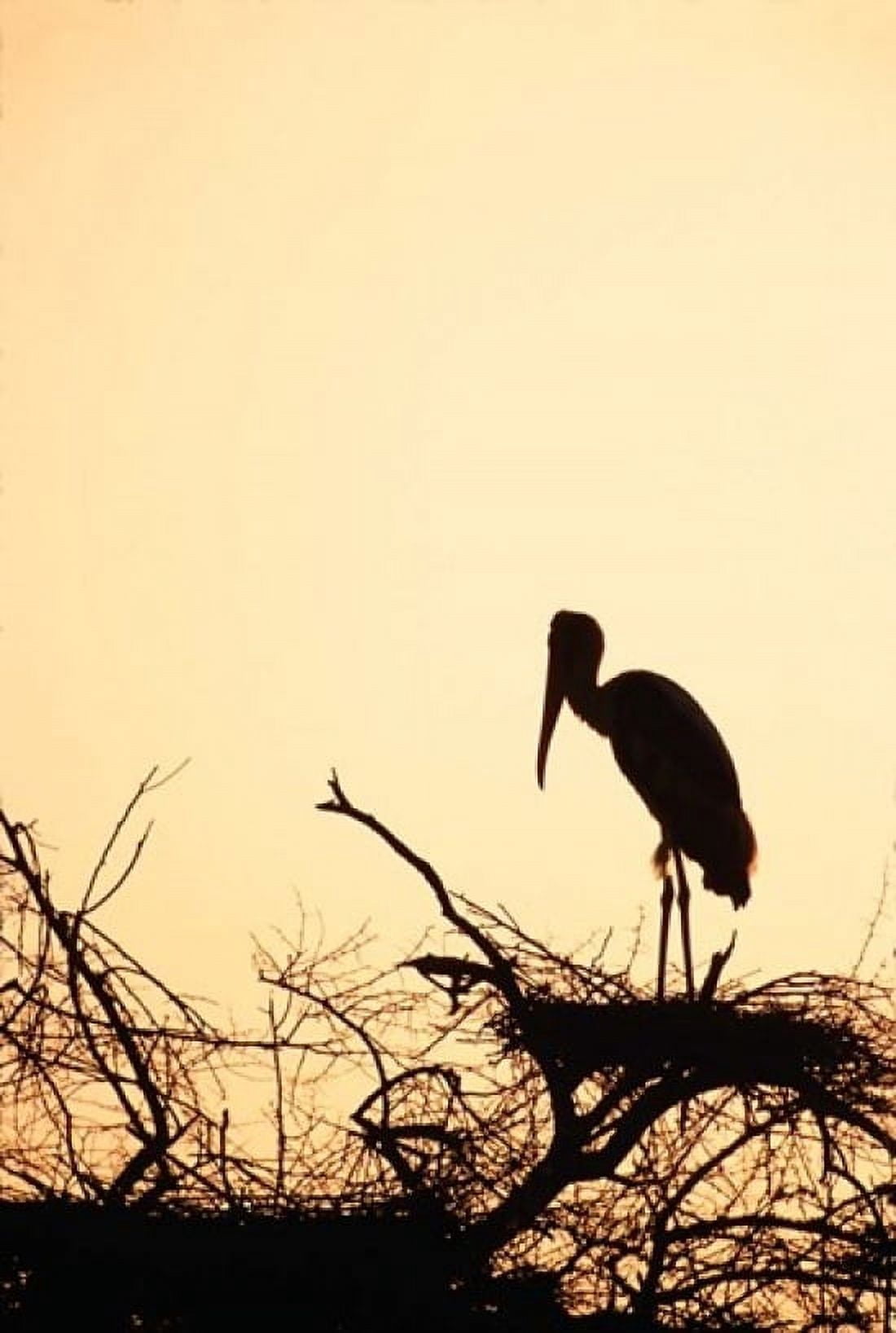 Painted Stork in Bandhavgarh National Park India Canvas Art - Dee Ann Pederson DanitaDelimont (18 x 24)