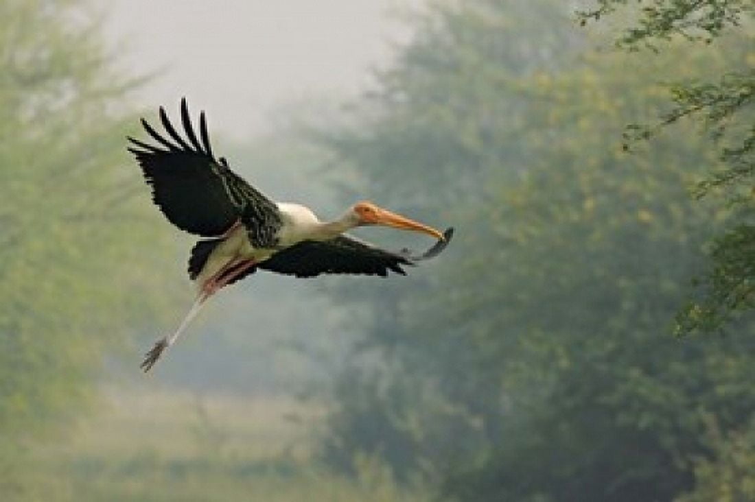 Painted Stork in flight Keoladeo National Park India Canvas Art - Jagdeep Rajput DanitaDelimont (36 x 24)