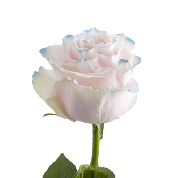 Blue Fairy Roses - 50 cm - Fresh Cut Flowers - 50 Stems - by ...