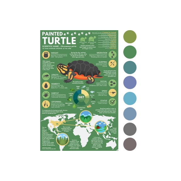 Painted Turtle Poster, Animal Education Infographic, Unframed Paper Poster 8x10in