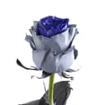 thumbnail image 1 of Painted Ural Roses - Farm Direct Fresh Cut Flowers - 50 Stems, 1 of 10