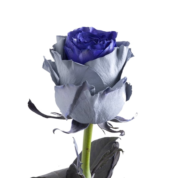 Painted Ural Roses - Farm Direct Fresh Cut Flowers - 50 Stems