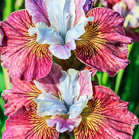 Painted Woman Siberian Iris Dormant Bare Root Perennial Plant, 1-Pack