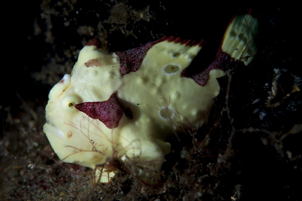 Painted frogfish cream phase Sulawesi Indonesia Canvas Art - Steve JonesStocktrek Images (18 x 12)
