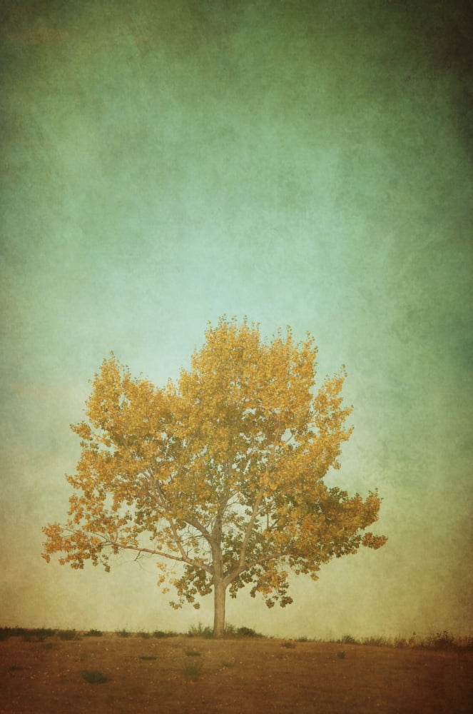 Painterly Image Of A Lone Poplar Tree On Top Of A Hill In Autumn Champion Alberta Canada Canvas Art - Roberta Murray Design Pics (12 x 19)