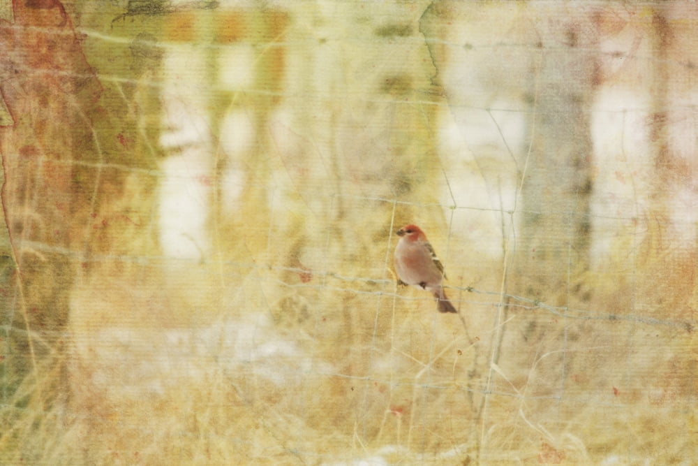 Painterly image of a male pine grosbeak sitting on a wire fence rocky mountain house alberta canada Canvas Art - Roberta Murray Design Pics (19 x 12)