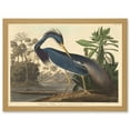 thumbnail image 1 of Painting Bird Audubon Louisiana Heron Artwork Framed Wall Art Print A4, 1 of 4
