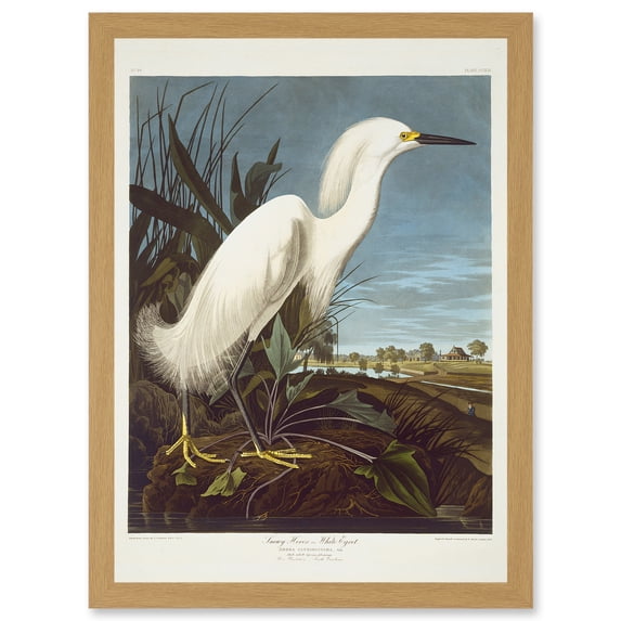 Painting Bird Audubon Snowy Heron Egret Artwork Framed Wall Art Print A4