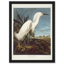 Painting Bird Audubon Snowy Heron Egret Artwork Framed Wall Art Print A4