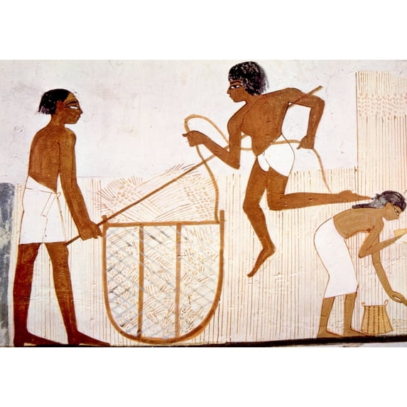 Painting Of Farmers Harvesting Wheat From The Tomb Of Nahkt History (24 x 18)