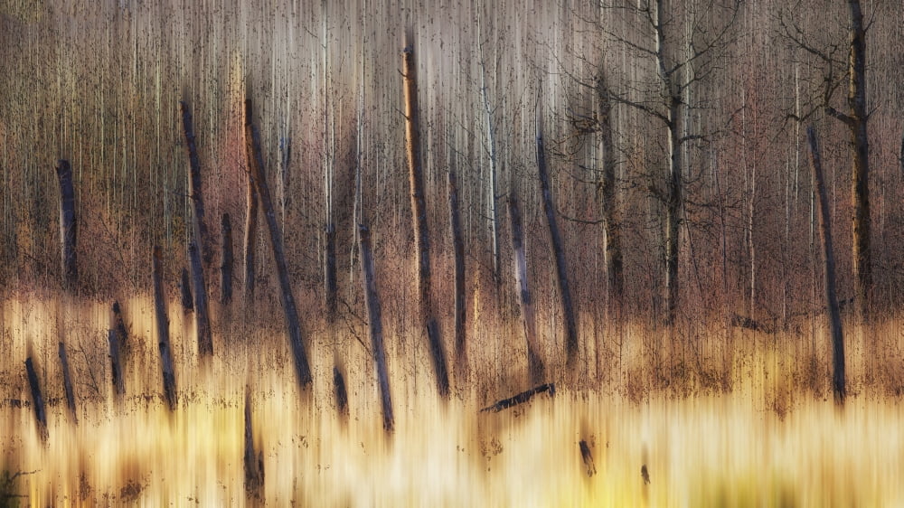 Painting of leafless trees in a forest Alberta Canada Canvas Art - Ron Harris Design Pics (40 x 22)