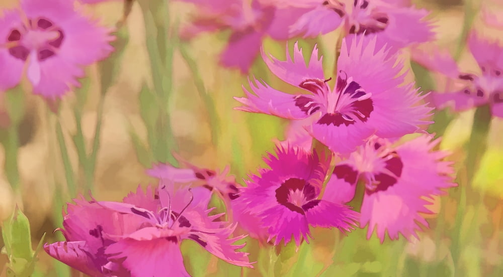 Painting of pink flowers in a garden Alberta Canada Canvas Art - Ron Harris Design Pics (18 x 10)
