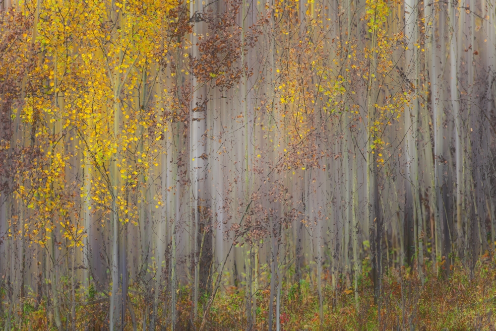Painting of trees in a forest in autumn colours Alberta Canada Canvas Art - Ron Harris Design Pics (19 x 12)