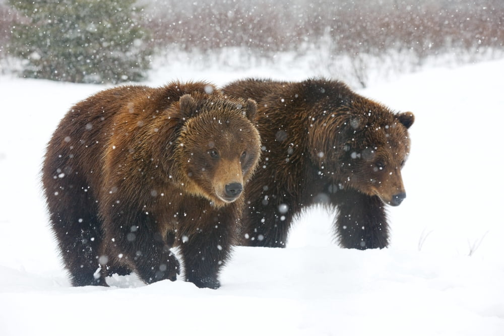 A Pair Of Adult Brown Bears Walk Through Falling Snow At The Alaska Wildlife Conservation Center Portage Southcentral Alaska Winter Captive Canvas Art - Doug Lindstrand Design Pics (36 x 24)