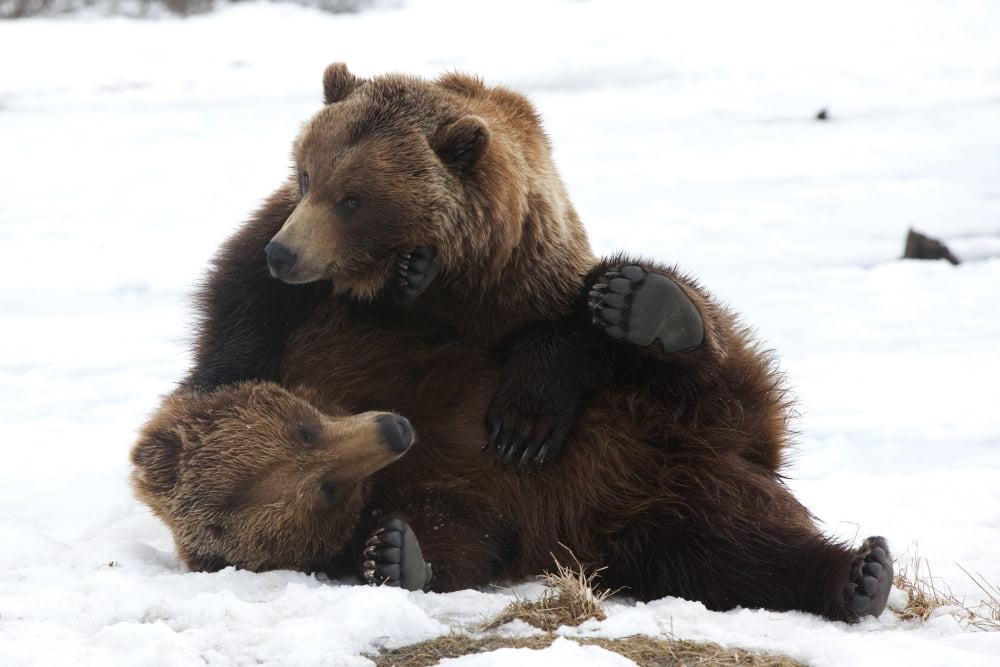 A Pair Of Adult Brown Bears Wrestle Playfully In Snow At The Alaska Wildlife Conservation Center Near Portage Southcentral Alaska Spring Captive Canvas Art - Doug Lindstrand Design Pics (17 x 11)