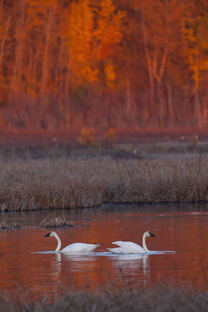 A Pair Of Adult Trumpeter Swans Swim In Potter Marsh Off Seward Highway At Sunset Near Anchorage Southcentral Alaska Autumn Canvas Art - Doug Lindstrand Design Pics (12 x 19)