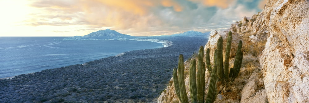 Pair of Cardon cactus (Pachycereus pringlei) at coast Cabo Pulmo Cabo Pulmo National Park Baja California Sur Mexico Canvas Art - Panoramic Images (27 x 9)