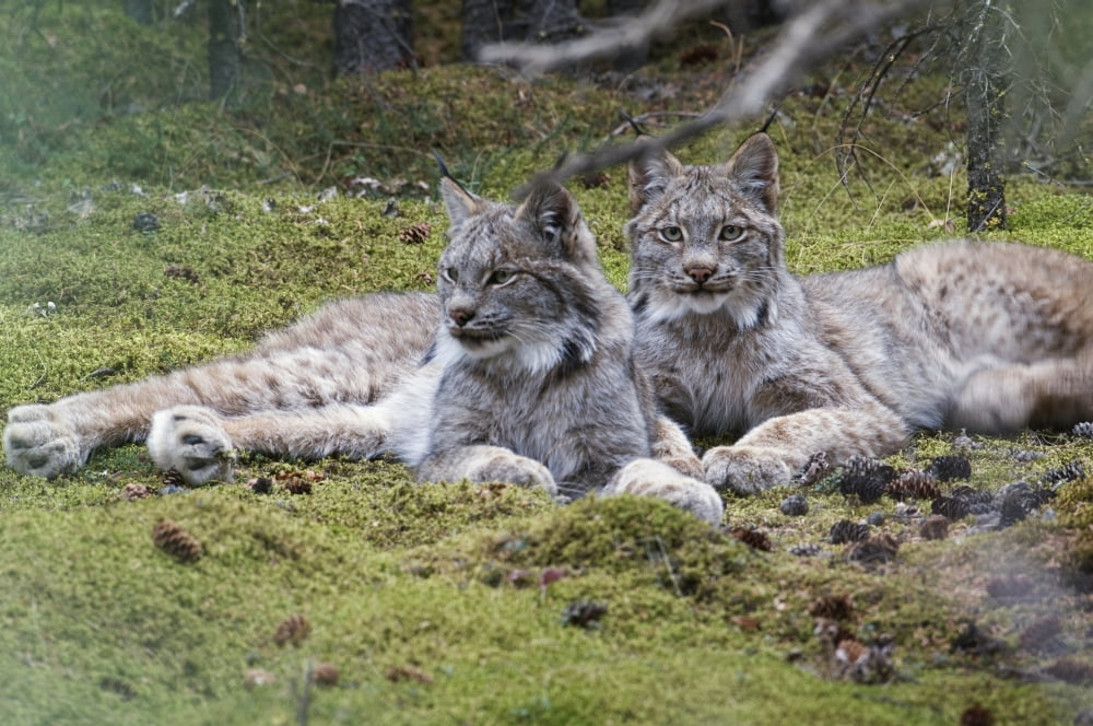 Pair Of Lynx Rest In Mossy Opening In Dense Spruce Forest Near Igloo Creek In Denali National Park And Preserve Interior Alaska Fall Canvas Art - Kenneth Whitten Design Pics (38 x 24)