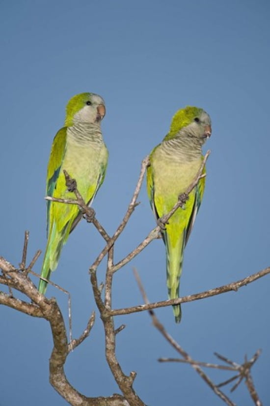 Pair of Monk parakeets perching on a branch Three Brothers River Meeting of Waters State Park Pantanal Wetlands Brazil Canvas Art - Panoramic Images (16 x 24)