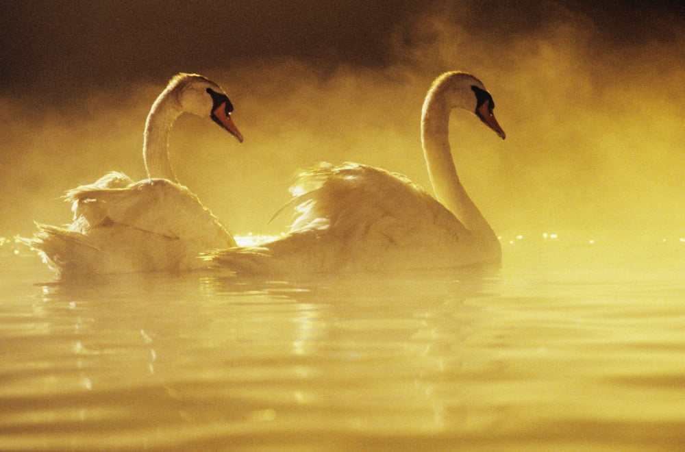 Pair Of African Swans Swimming In Misty Waters Soft Yellow Lighting Canvas Art - Brent Black Design Pics (17 x 11)