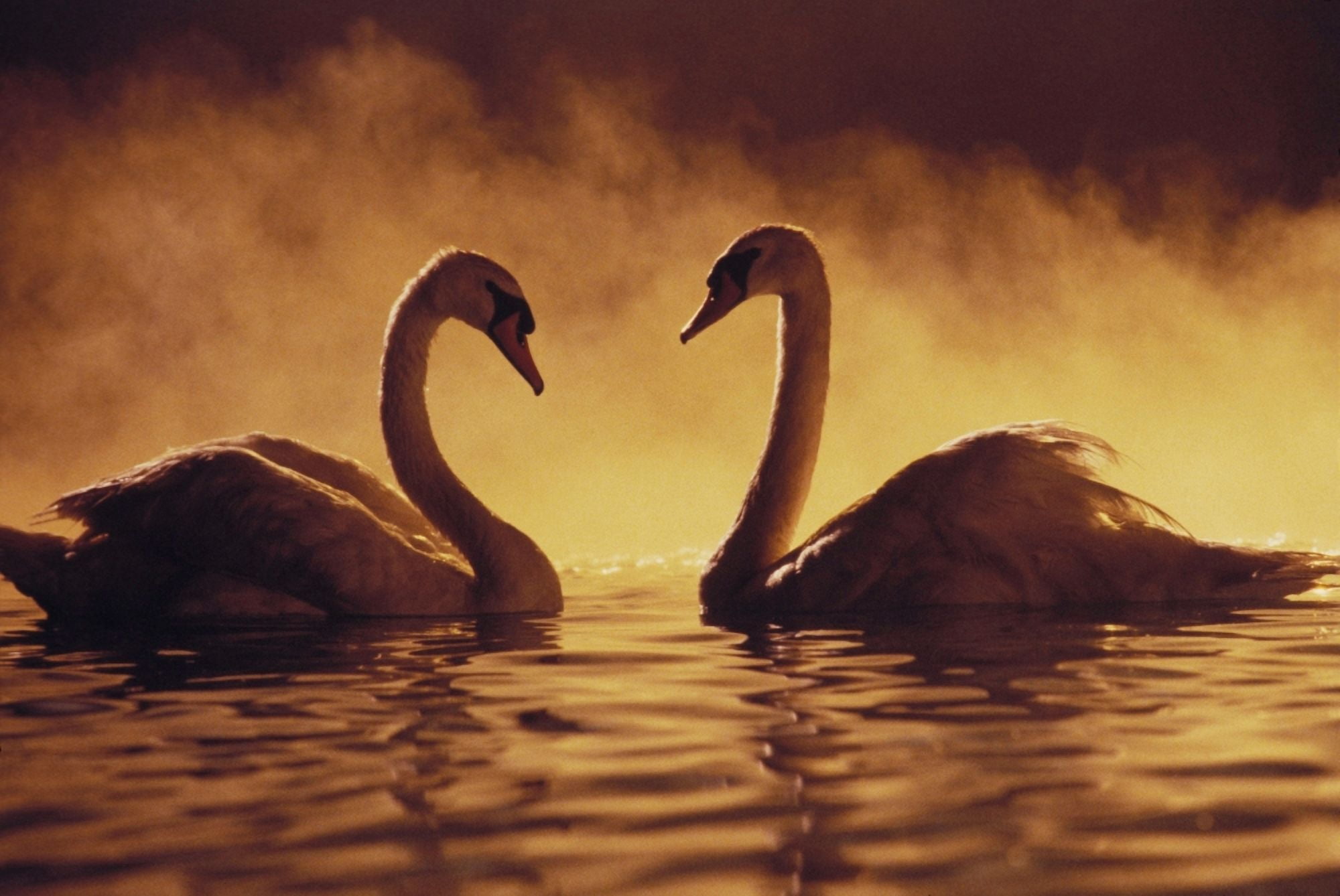Pair Of African Swans Swimming Toward Each Other Misty Romantic Canvas Art - Brent Black Design Pics (17 x 11)