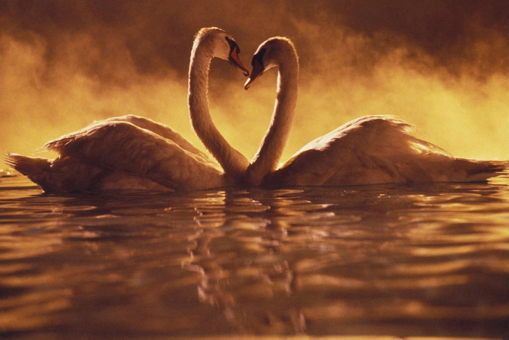 Pair Of African Swans Swimming Toward Each Other Misty Romantic Canvas Art - Brent Black Design Pics (34 x 22)