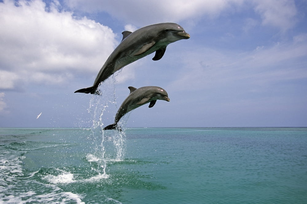 Pair Of Bottle Nose Dolphins Jumping Roatan Honduras Summer Canvas Art - Tom Soucek Design Pics (34 x 22)