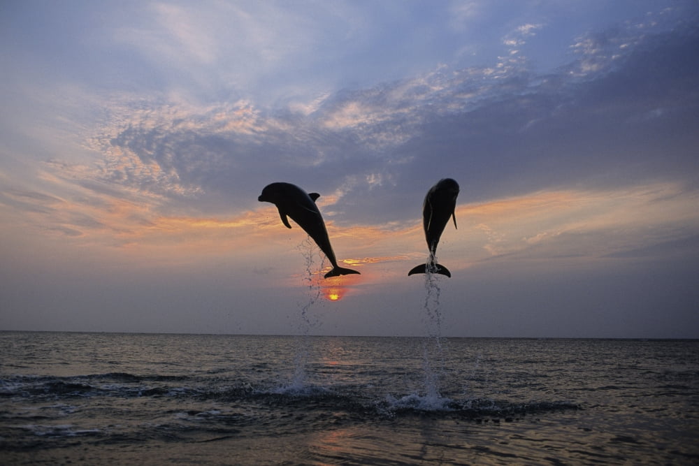 Pair Of Bottle Nose Dolphins Jumping Sunset Roatan Honduras Summer Backlit Canvas Art - Tom Soucek Design Pics (17 x 11)