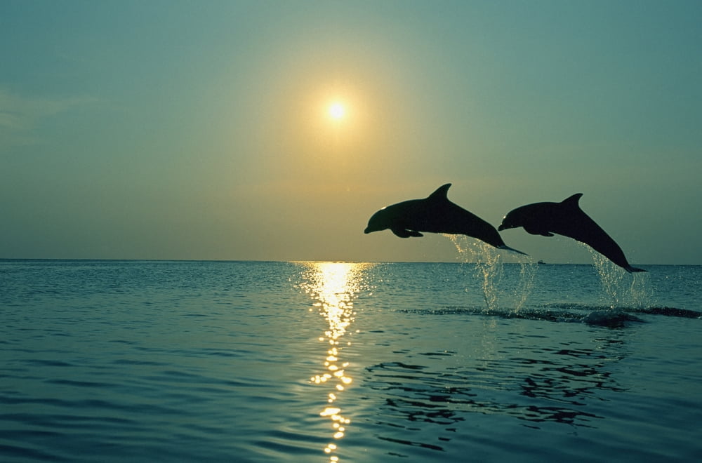Pair Of Bottle Nose Dolphins Jumping Sunset Roatan Honduras Summer Backlit Canvas Art - Tom Soucek Design Pics (19 x 12)