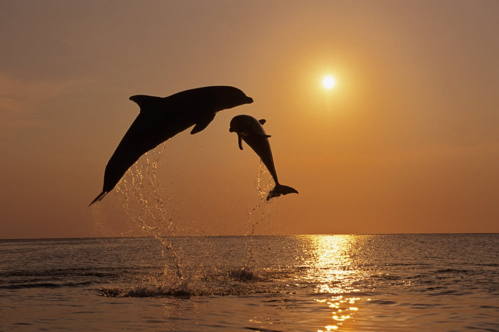 Pair Of Bottle Nose Dolphins Jumping Sunset Roatan Honduras Summer Backlit Canvas Art - Tom Soucek Design Pics (34 x 22)