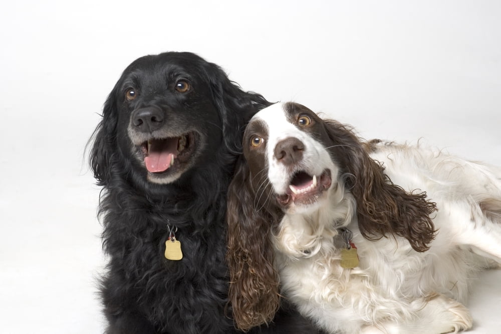 Pair Of Canine Friends Canvas Art - Corey Hochachka Design Pics (17 x 11)