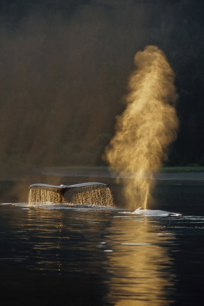 Pair Of Humpback Whales Swimming On Surface Fluke & Spouting Inside Passage Se Alaska Summer Backlit Canvas Art - John Hyde Design Pics (11 x 17)