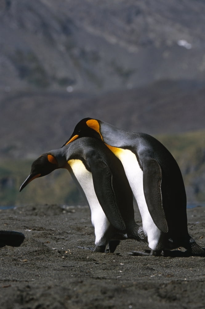Pair Of King Penguins Preening Each Others Feathers South Georgia Island Antarctic Canvas Art - Tom Soucek Design Pics (11 x 17)