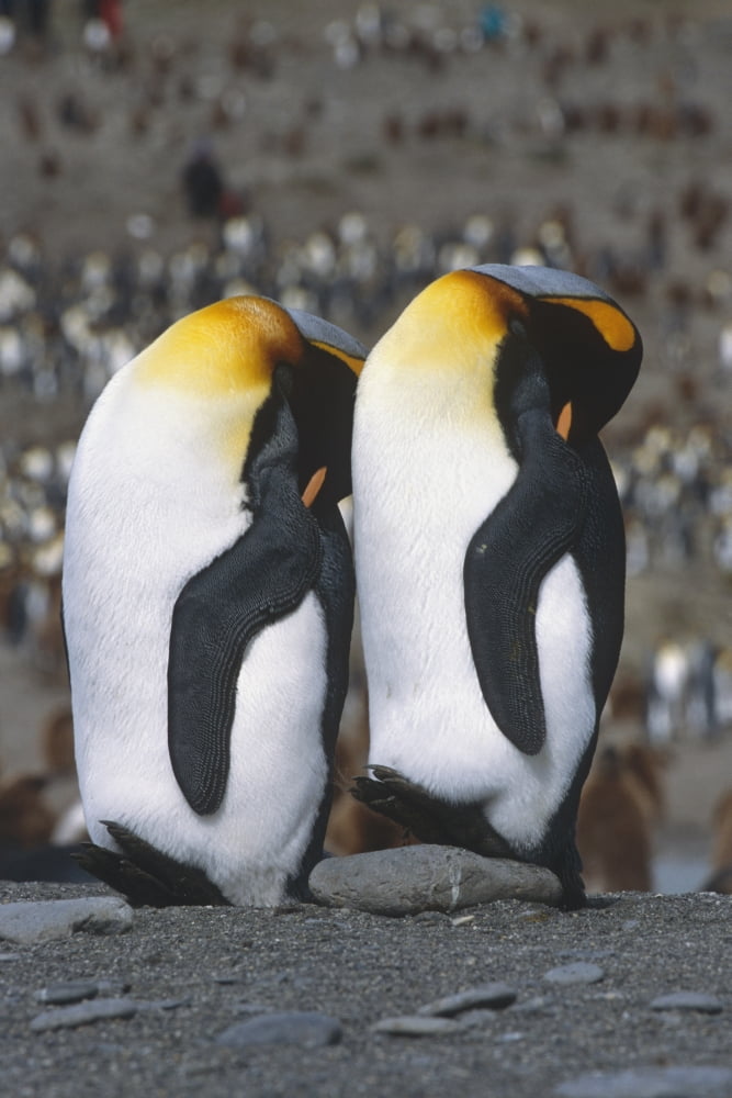 Pair Of King Penguins Sleeping Standing Up Next To Each Other South Georgia Island Antarctic Canvas Art - Tom Soucek Design Pics (24 x 38)