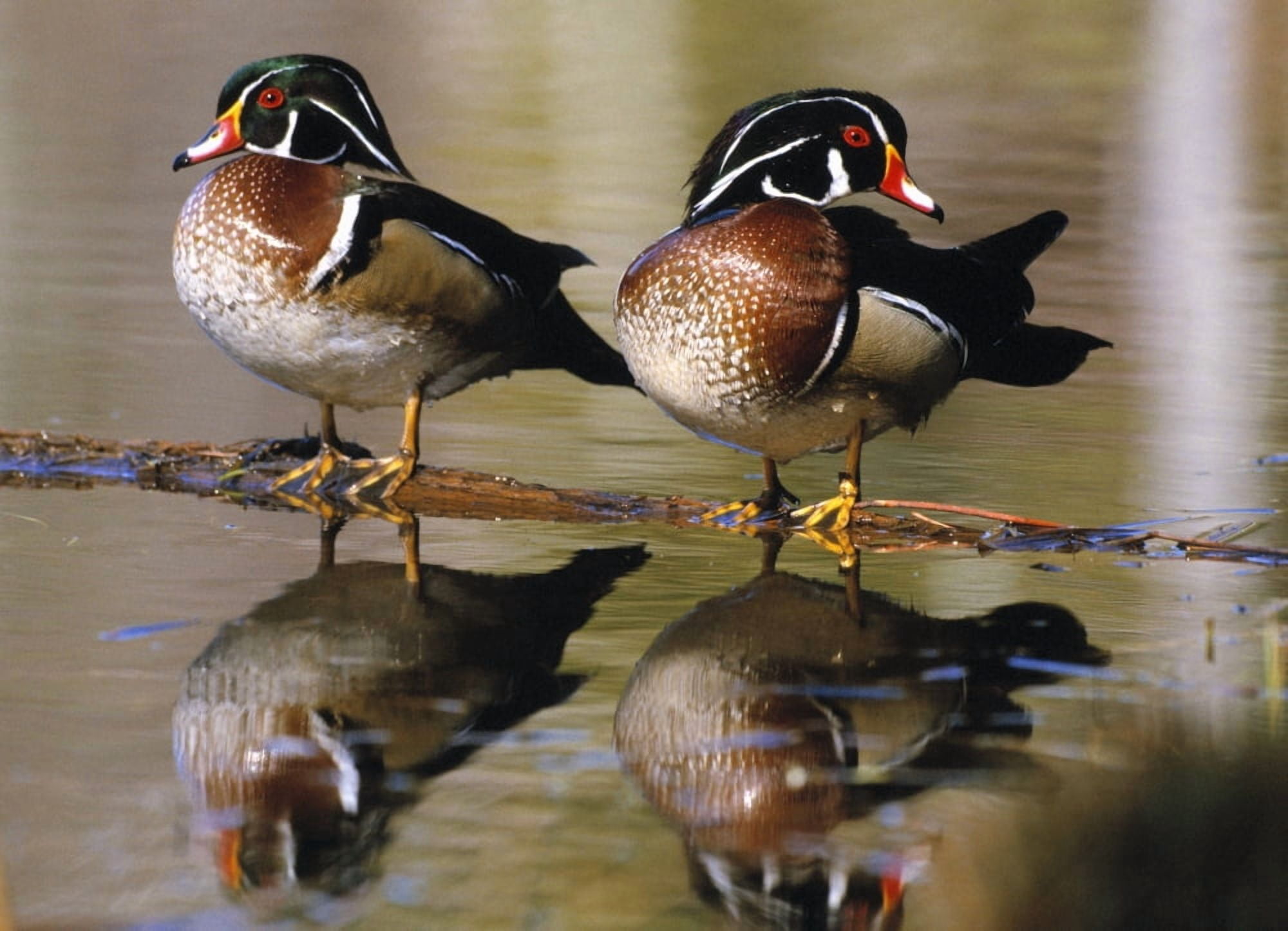 Pair Of Wild Birds Canvas Art - Natural Selection Bill Byrne Design Pics (17 x 12)