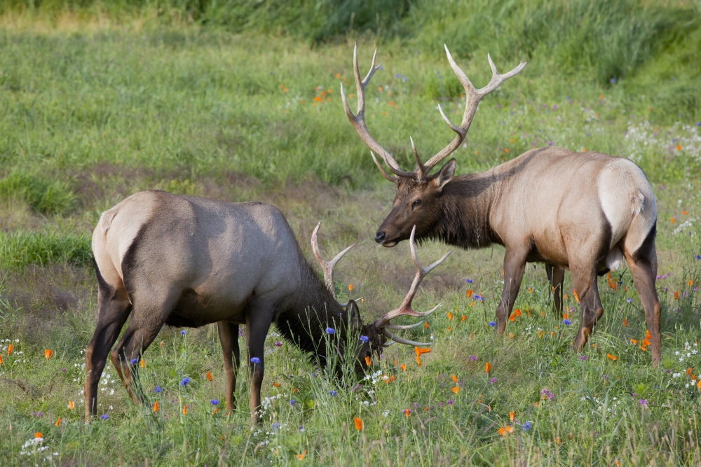 A Pair Of Rocky Mountain Elk Bulls Feed In A Field Alaska Wildlife Conservation Center Southcentral Alaska Summer Captive Canvas Art - Doug Lindstrand Design Pics (18 x 12)