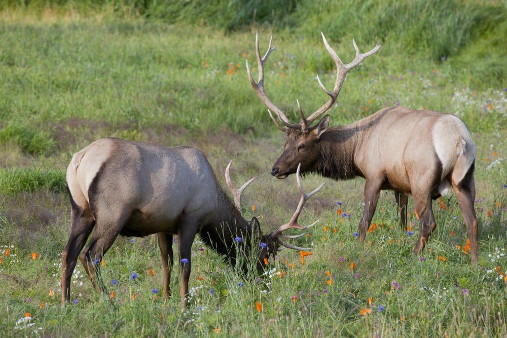 A Pair Of Rocky Mountain Elk Bulls Feed In A Field Alaska Wildlife Conservation Center Southcentral Alaska Summer Captive Canvas Art - Doug Lindstrand Design Pics (36 x 24)