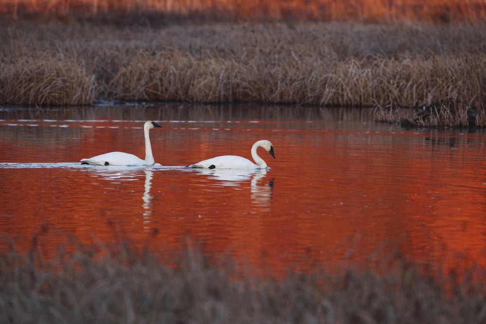 Pair Of Trumpeter Swans Swim In Potter Marsh At Sunset With Sun Casting A Deep Red Color On The Water Anchorage Southcentral Alaska Autumn Canvas Art - Doug Lindstrand Design Pics (19 x 12)