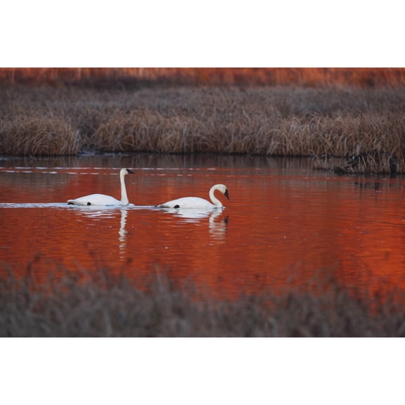 Pair Of Trumpeter Swans Swim In Potter Marsh At Sunset With Sun Casting A Deep Red Color On The Water Anchorage Southcentral Alaska Autumn Canvas Art - Doug Lindstrand Design Pics (19 x 12)